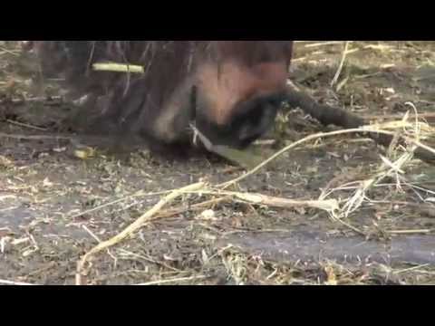 Christmas 2013 Horses Need Food And They Know How To Deal With It