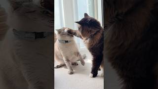 やんちゃな弟猫をお手手で制した兄猫