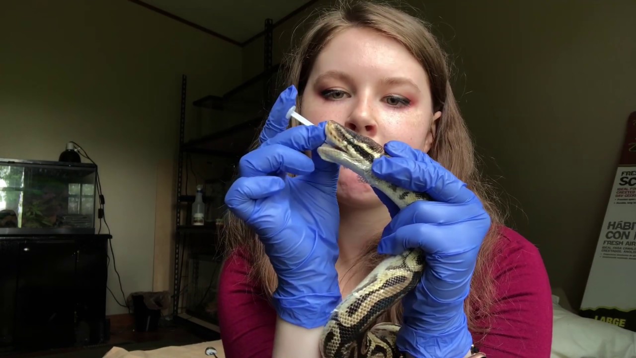 freebirds Rescuing Rome!