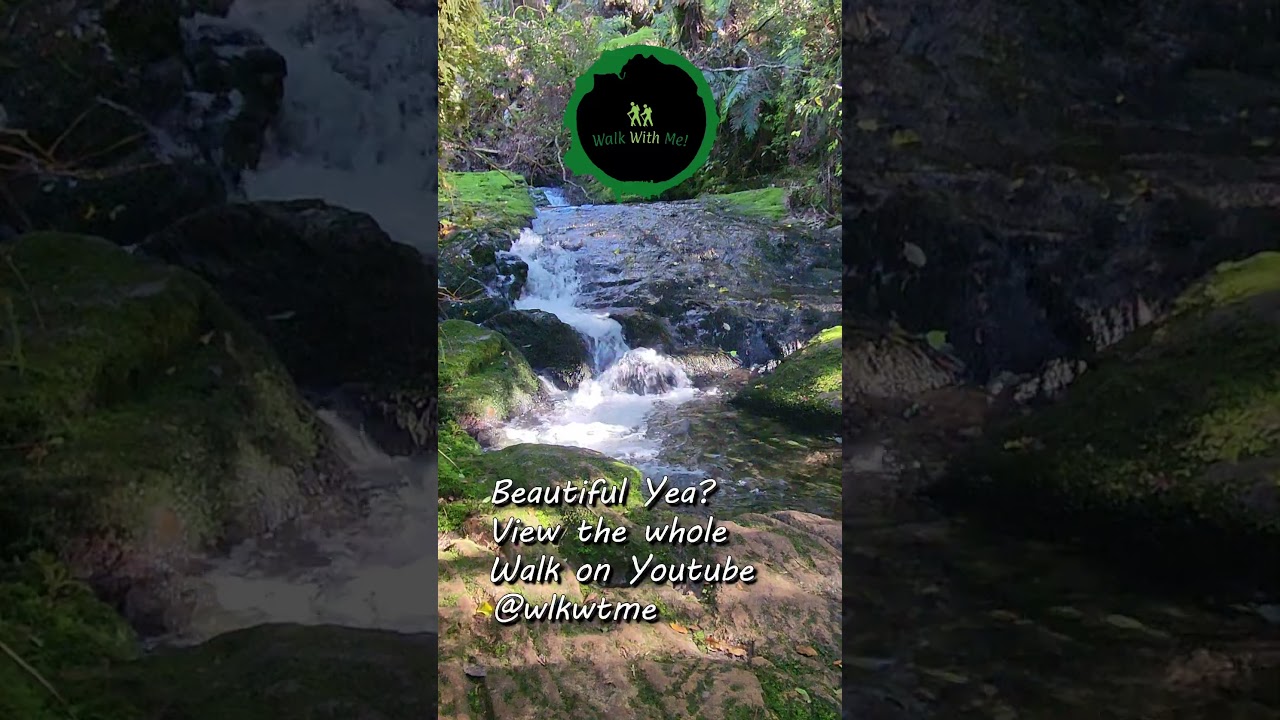 Hike the Whataroa Falls. A Beautiful Bush Walk in NZ, in 4K 