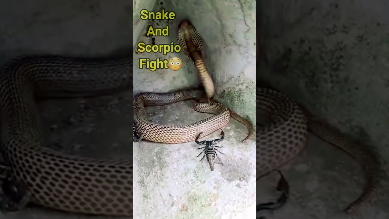 Snake And Scorpio Fight😳 | Who Will Win 