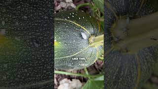 I Set A Squash Bug Trap