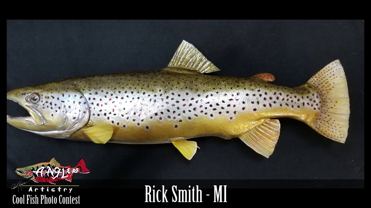 2018 Cool Fish Photo Slideshow