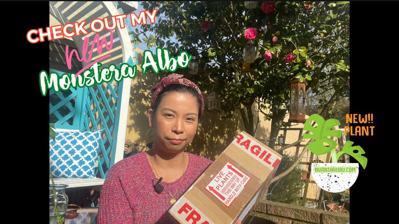 Meet my NEW Monstera Albo Borsigiana Variegata + Free Surprise Cuttings