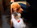 The Cutest Thing You'll See Today 🐶🐱 #animals #viral #shorts