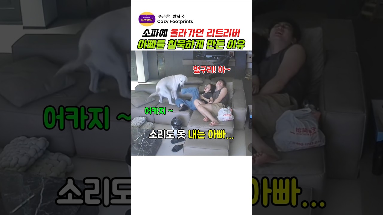소파에 올라가려던 리트리버 아빠를 침묵하게 만든 이유