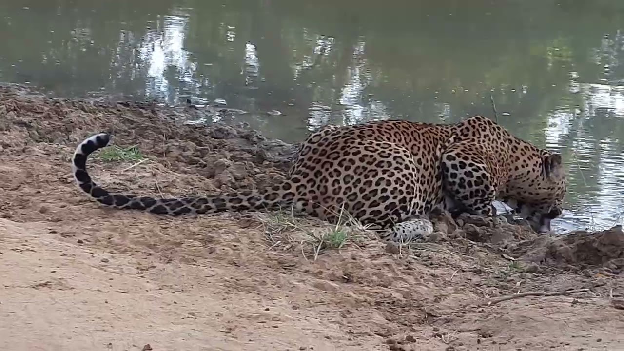 Yala national parak leopard King Lucas