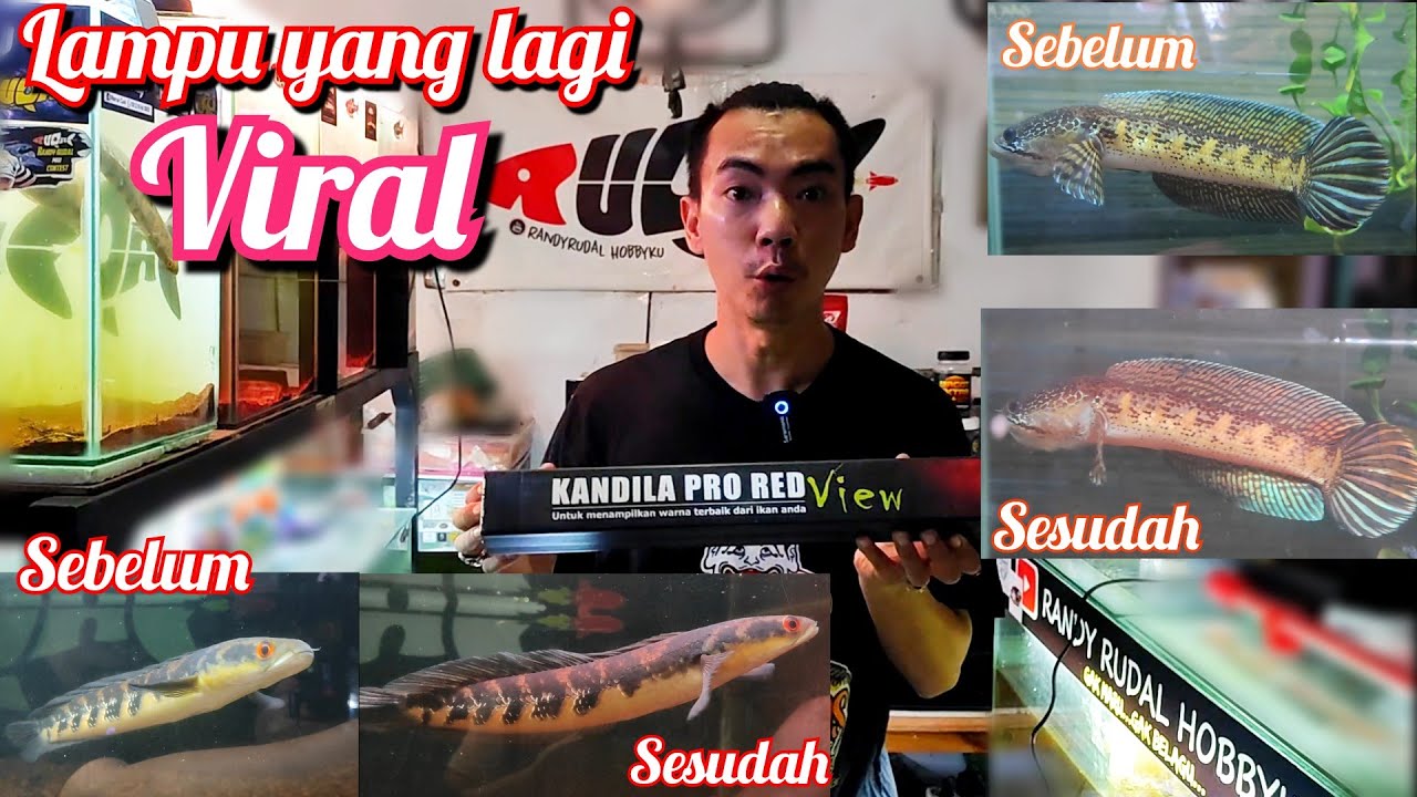 Progress Warna Channa Maru pake Lampu ❓❓❓