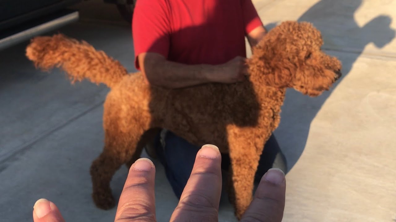 Training W/2 Fence, Leash Reactive Aggressive Goldendoodles!! She's On The Loose!