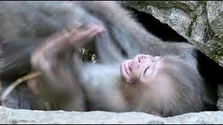 Baby monkey to be scolded, disturbing mom's meal