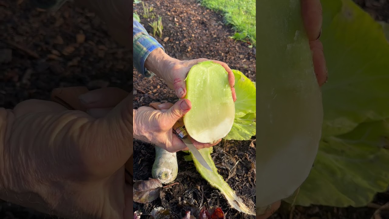 Recognise frost damage