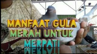 Manfaat Gula Merah Untuk Burung Merpati 