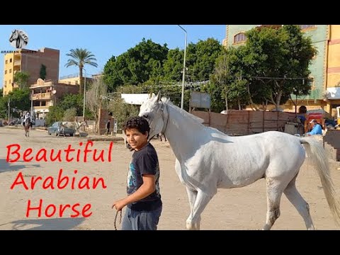 الخيل العربي الخديوي من اسطبل مودي ابو باشا نزلة السمان 