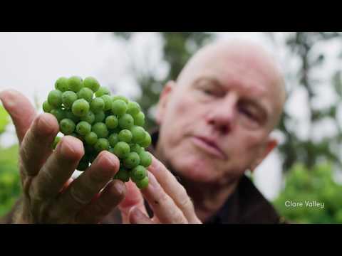 riesling-in-the-clare-valley