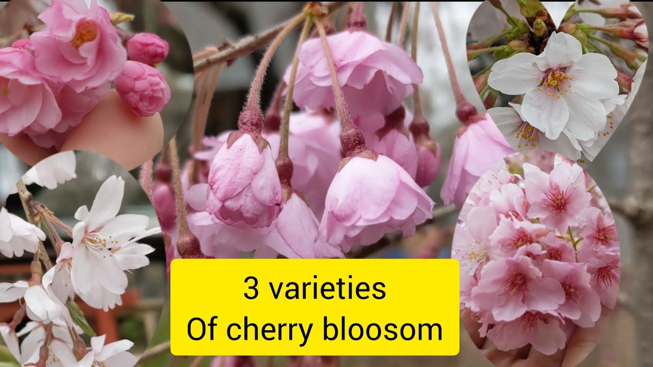 Cherry blossom Varieties Kawazu zakura Yoshino Sakura Shidare Sakura
