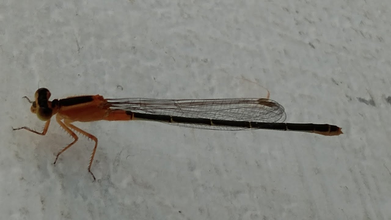 Common bluetail / Senegal golden dartlet Female damsel fly