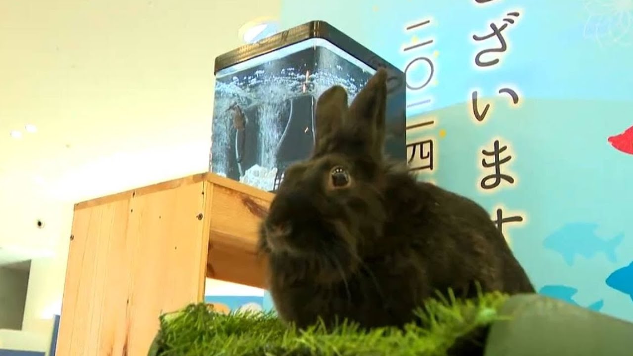 動物園のウサギから水族館のタツノオトシゴに干支引継ぎ 結果は