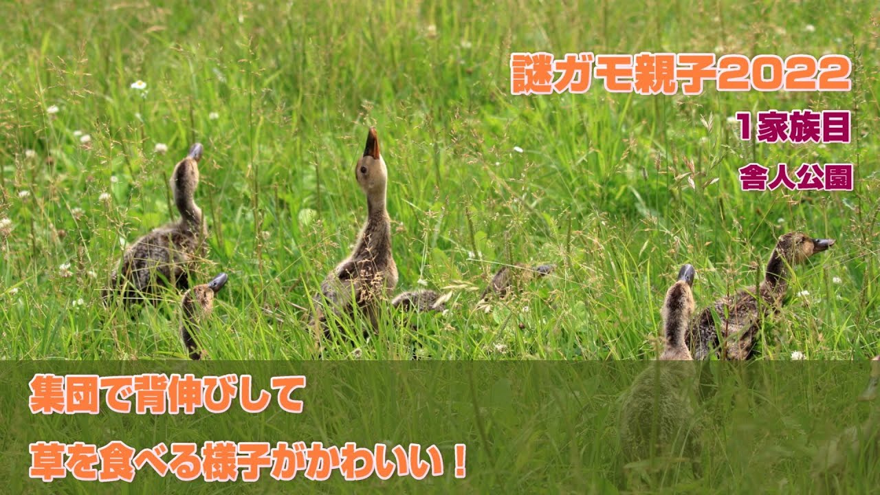 謎ちびガモちゃんの集団で背伸びして草を食べる様子がかわいい！ 舎人公園謎ガモ親子2022・29日め2022年6月1日