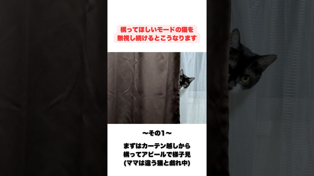 構ってモードの猫を無視し続けるとこうなります #猫 #cat #保護猫 #ねこ