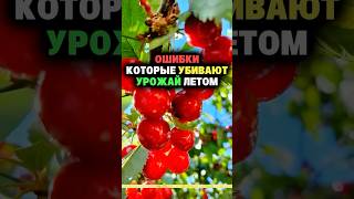 Ошибки которые убивают урожай летом #дача #секреты #огород #сад #урожай #удобрение #полив