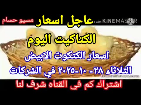 سعر الكتكوت اسعار الكتاكيت اليوم الثلاثاء 28 10 2025 في جميع الشركات في مصر