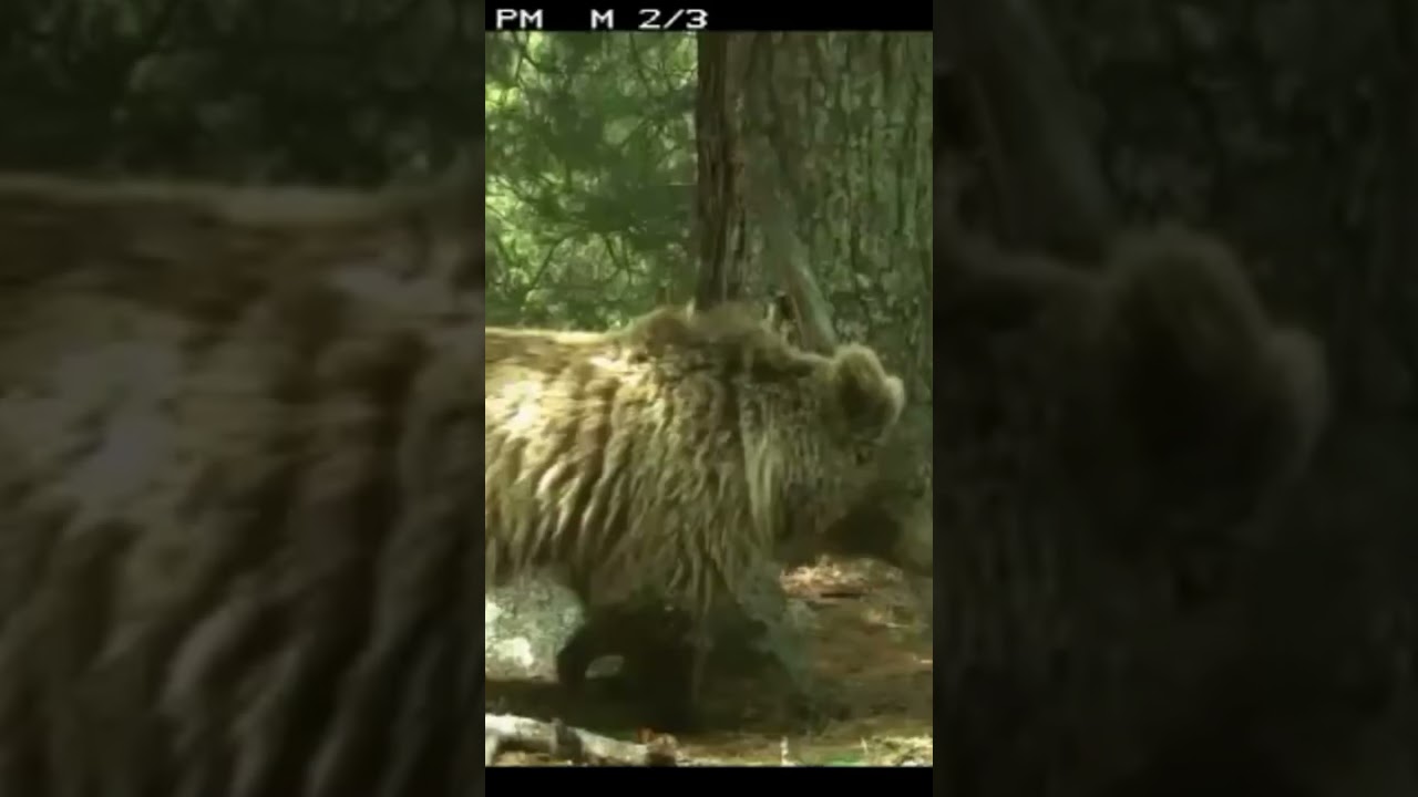 Himalayan bears affected by climate change