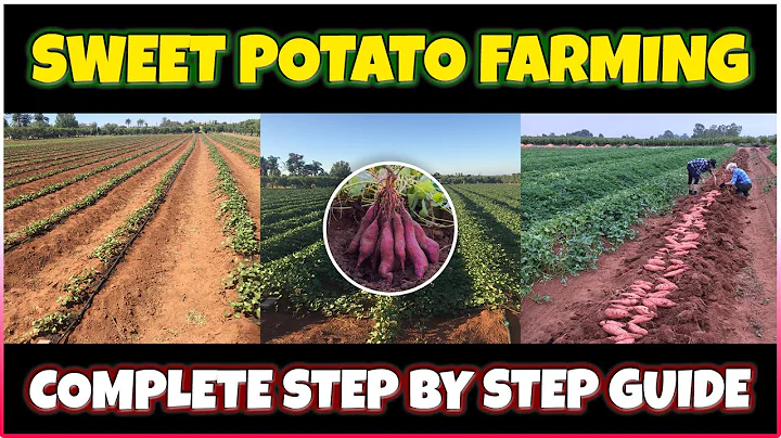 Sweet Potato Farming | How to grow Sweet Potato at Home | Sweet Potato Cultivation - DayDayNews