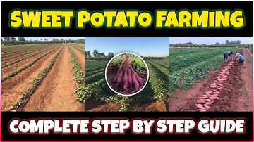 Sweet Potato Farming | How to grow Sweet Potato at Home | Sweet Potato Cultivation