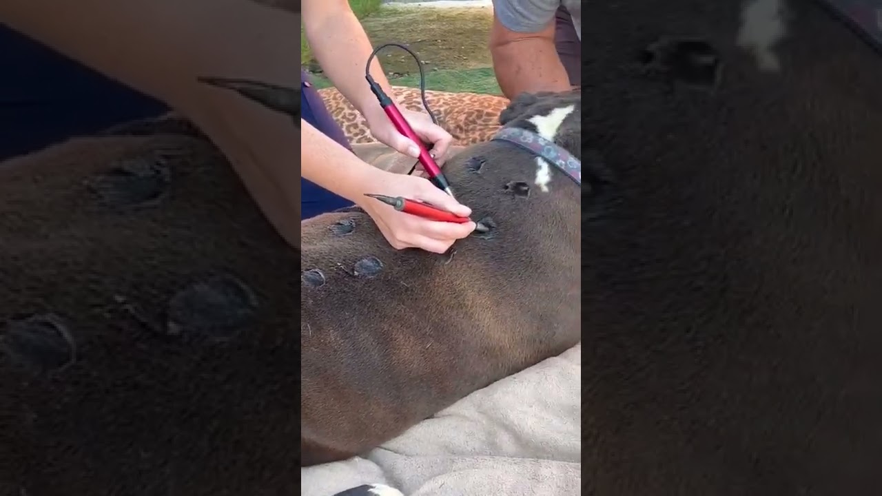 Dog Bred To Have Medical Problems For Aesthetic Purposes Leaves Him Fighting For His Life