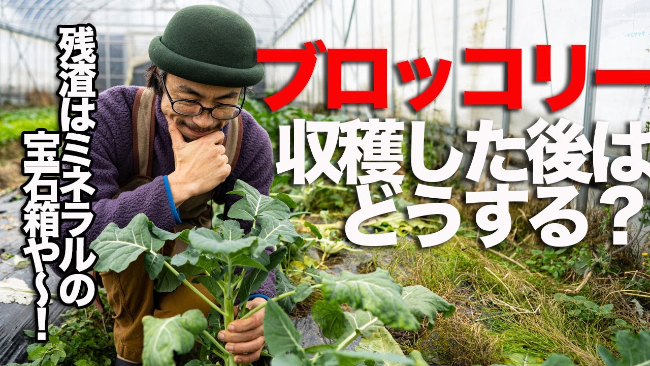 ブロッコリー 自然栽培農家がやってる収穫後の処理 上手に処理して土作り Youtube