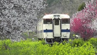【鉄道PV】 桜と菜の花 ~2011年春の鉄道PV改訂版~