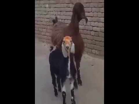 strutting-goats---blurred-lines