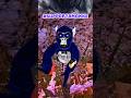 SUPPORT A MONKEE!! #supportamonke #gorillatag #vr #gtag #shorts #fyp #edit