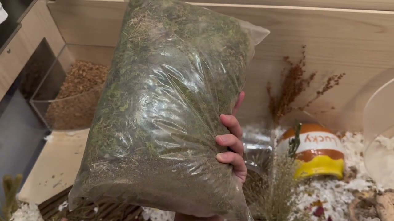 🐹 BUCATSTATE Hamster Bedding Review | Natural Forest Moss for Small Pets & Odor Control 🌿