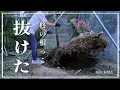 #98【お庭DIY】チェーンブロックを使って柊の抜根｜高圧洗浄機で土を落とす｜チェーンブロック