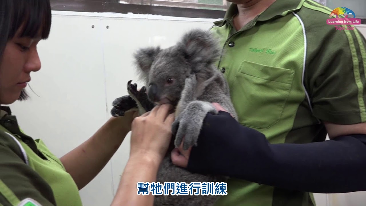 無尾熊「無」家有「熊」初長成~「Joey」長相個性大不同