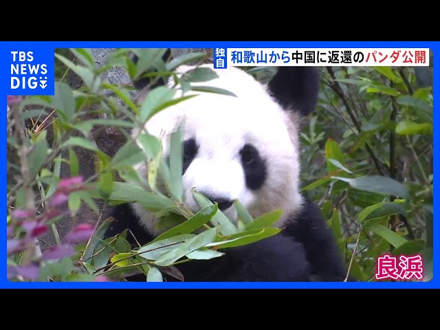竹をむしゃむしゃ」和歌山から返還のパンダが中国で公開 約4か月ぶりに