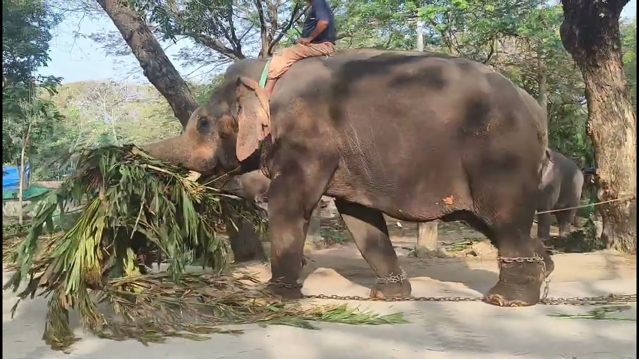 ❤️പുന്നത്തൂർ ആനക്കോട്ട/punnathoor aanakotta/guruvayoor aana kottaa#aana 