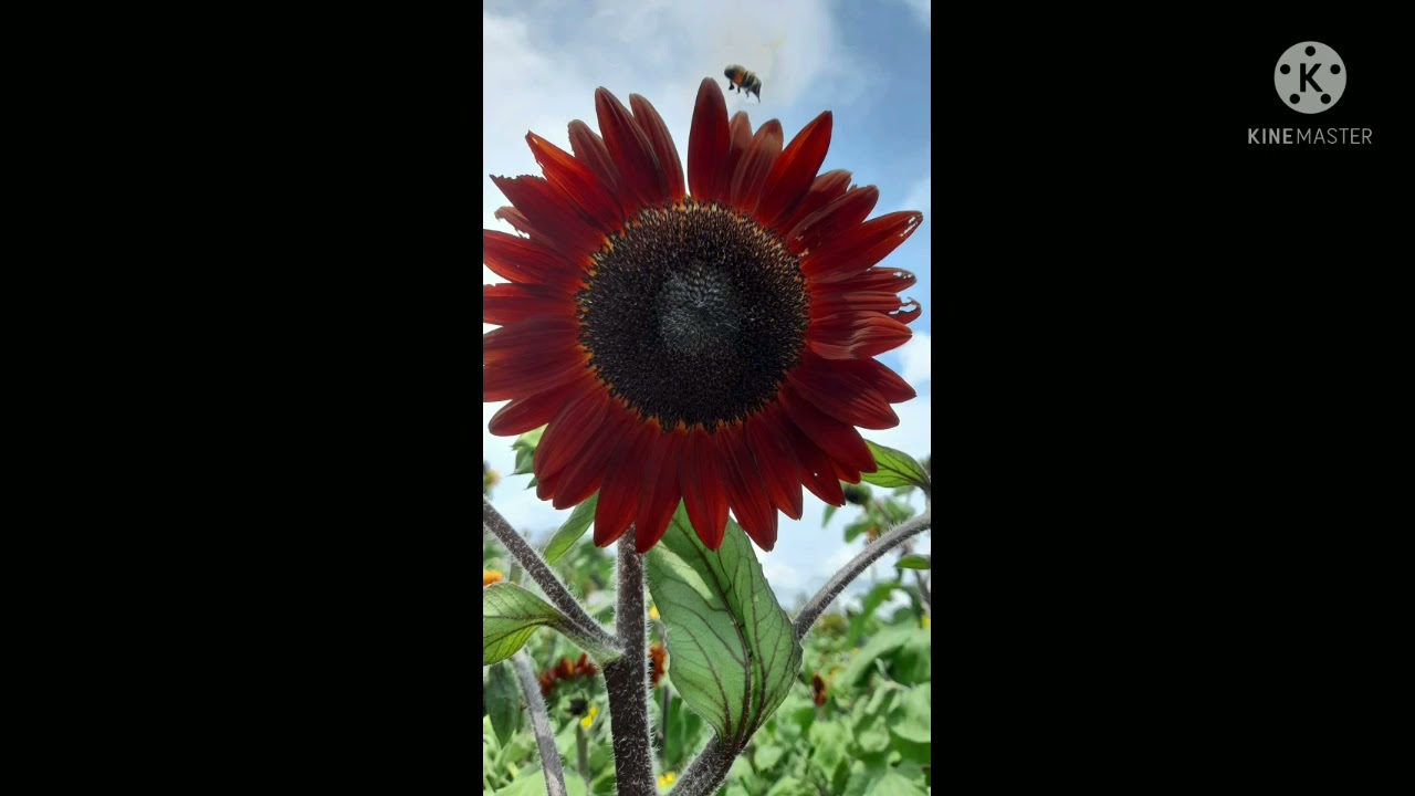 Fanling Sunflower Garden hongkong Stephanie Skilton Vlog YouTube