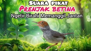 Suara Pikat Prenjak Betina Ngetir Birahi  Memanggil Jantan