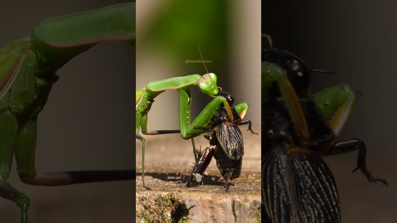 Praying Mantis Eating Cricket 