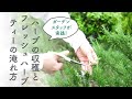 ハーブの収穫方法とおいしいフレッシュハーブティーの淹れ方