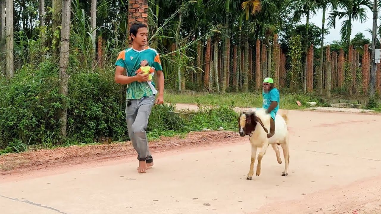 What made Dad rush to bring CUTIS & Goat home ?