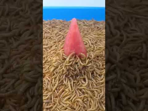 Mealworms vs Watermelon