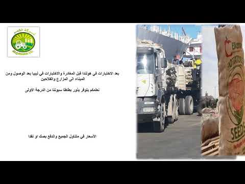 Spunta Potatoes In Tripoli بطاطا السبونتا في طرابلس 