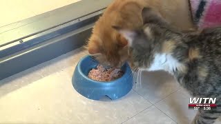 Lenoir County SPCA animals enjoy early Thanksgiving feast
