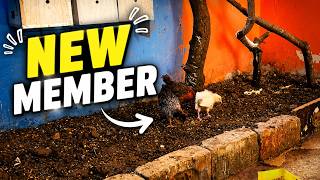 New Member Aviry