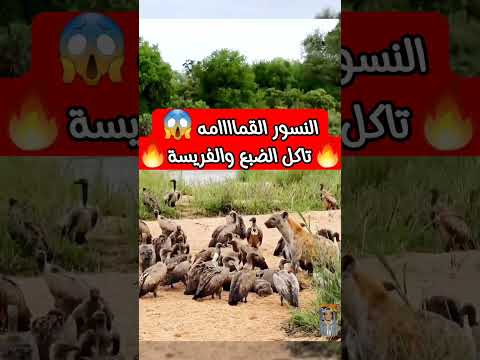 مشهد نادر جدا الضباع القمامه تسررق الفريسسة من النسور 