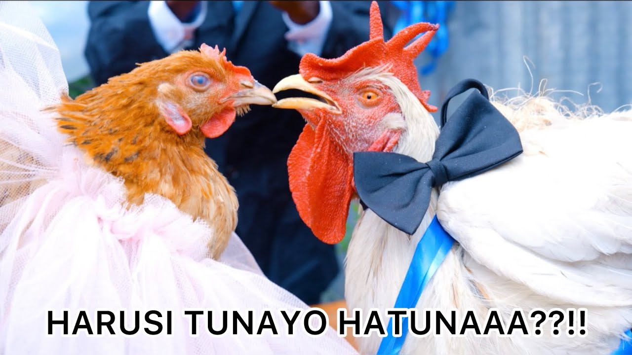 HARUSI TUNAYO HATUNAAA? 🤣