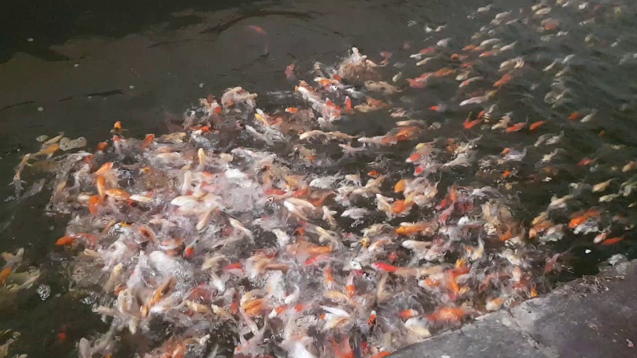 ButterflyKoi Aufzucht Fischfarm Schubert YouTube